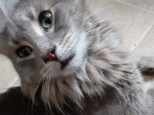Sweet gray long hair kitty 😺