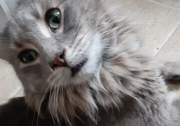 Sweet gray long hair kitty 😺