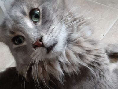 Sweet gray long hair kitty 😺