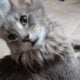 Sweet gray long hair kitty 😺