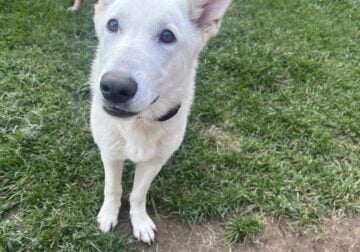 White German Shepherd