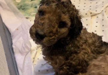 Standard Poodle Puppies
