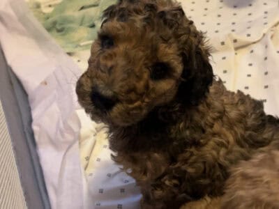 Standard Poodle Puppies