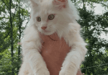Maine Coon Kittens