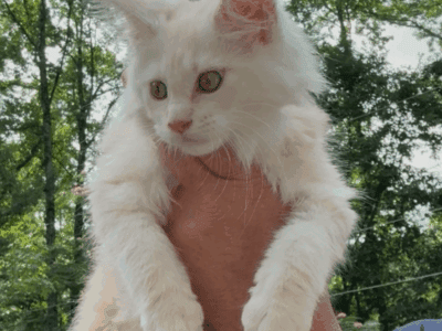 Maine Coon Kittens