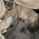 Siamese ragdoll