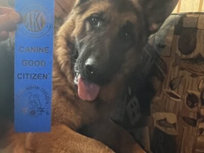 1 year old AKC male German Shepherd