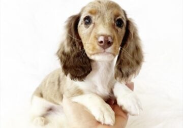 AKC BELLE – MINI DACHSHUND