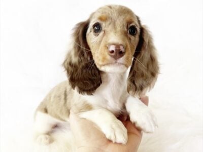 AKC BELLE – MINI DACHSHUND