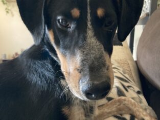 Free mix breed puppy