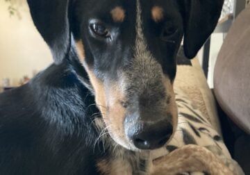Free mix breed puppy