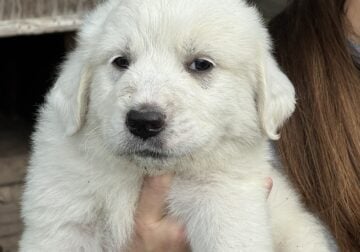 Great Pyrenees Puppies-1