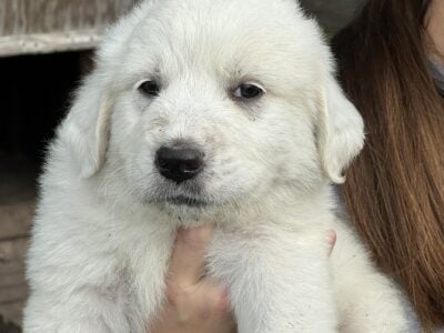 Great Pyrenees Puppies-1