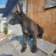 Belgian malinois puppies