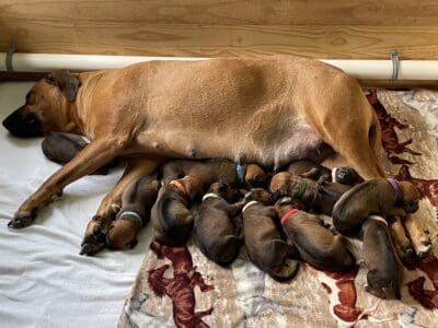 Family Raised Akc Rhodesian Ridgeback pups