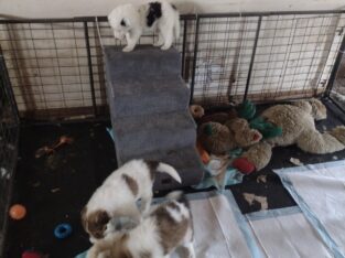 4 Rough Collie Puppies 8 weeks