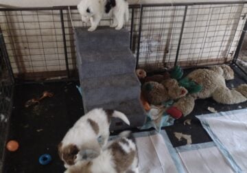 4 Rough Collie Puppies 8 weeks