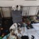 4 Rough Collie Puppies 8 weeks