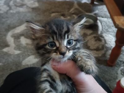 Adorable main coon mix kittens