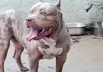 XL BULLY PUPPIES
