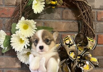 Corgi puppies