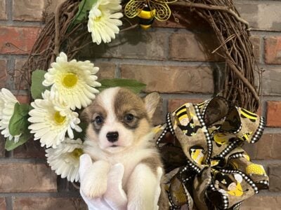Corgi puppies