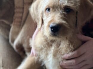 8 week Double Doodles for sale