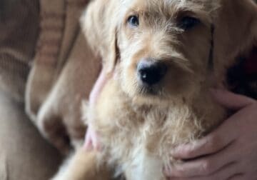 8 week Double Doodles for sale