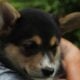 AKC Pembroke Welsh Corgi’s in WI