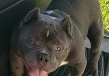 American Bully Male