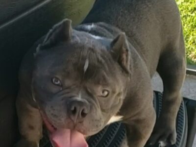 American Bully Male