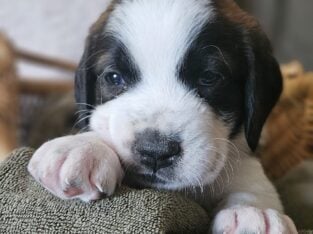Saint Berdoodle Puppies