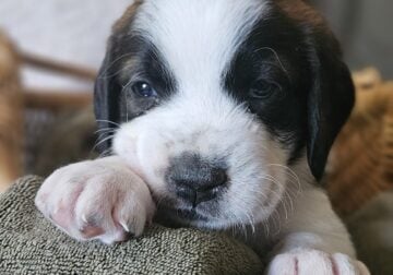 Saint Berdoodle Puppies