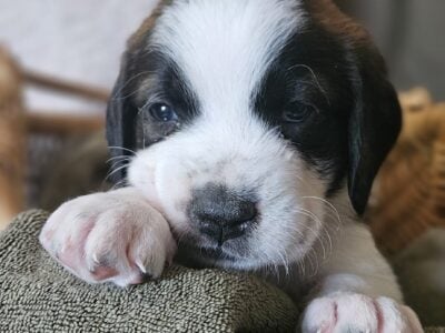 Saint Berdoodle Puppies