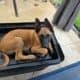 Belgian Malinois Puppies