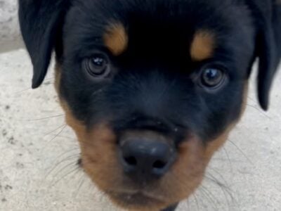 Champion-Bred AKC Rottweiler Puppies – Vet Cleared