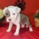 American Staffordshire Terrier Bully UKC/ABR