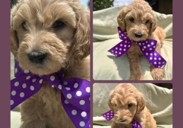 Goldendoodle