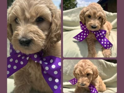 Goldendoodle