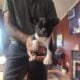 Frenchtons for sale