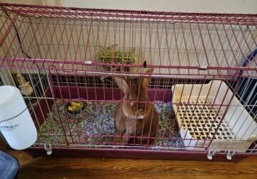 Rabbit and accessories