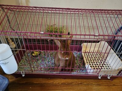 Rabbit and accessories