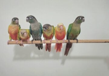 Green Cheek Conure