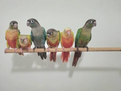 Green Cheek Conure