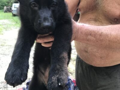 Black shepherd Belgian malinois puppy