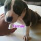 Bully puppies