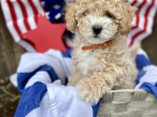 Shihpoo “Forever” Puppies