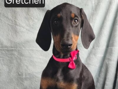 “Gretchen”