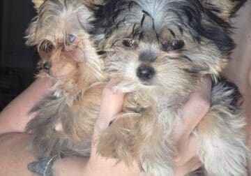 Yorkies male and female