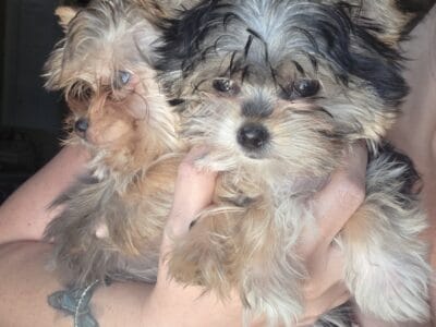 Yorkies male and female